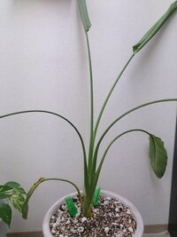 観葉植物が大きくなりすぎてしまいました 剪定方法が分かりませんが名前 Yahoo 知恵袋