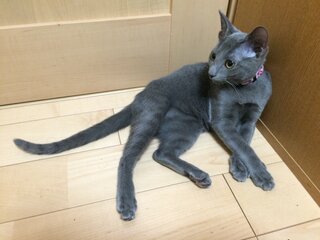 質問です この度我が家にロシアンブルーの女の子 4ヶ月 を迎 Yahoo 知恵袋