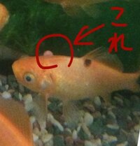 金魚に白いオデキのような物が出来ています 以前 赤斑病 Yahoo 知恵袋