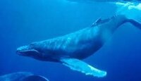 ヒトガタって実在すると思いますか 動物の生態について詳しくな Yahoo 知恵袋