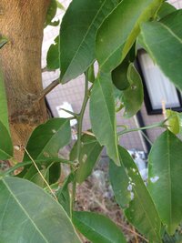 ミカン科のトゲの鋭いこの木は 裏庭のこのミカン科の木はな Yahoo 知恵袋