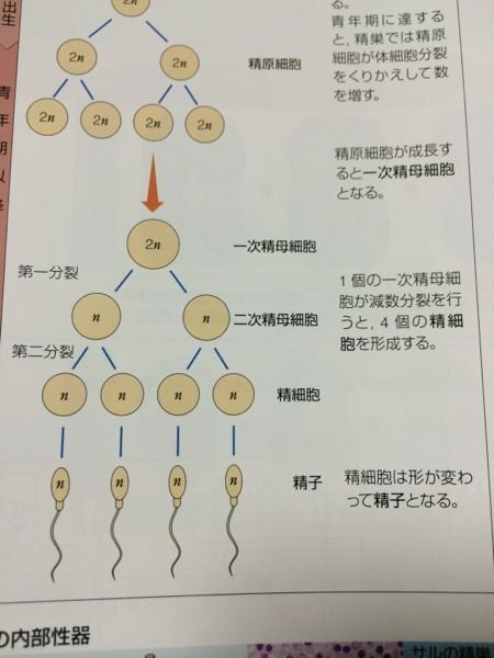 生物についての質問です 一次精母細胞の2nが二次精母細 Yahoo 知恵袋