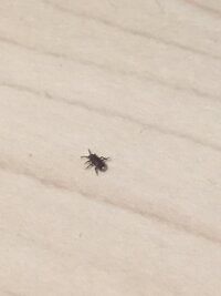 謎の虫が大量発生して困っています 最近では 部屋の中にもポツポツ侵入してきま 教えて 住まいの先生 Yahoo 不動産