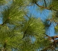 松の種類を教えてください 葉の長さが際立っています 岐阜県可児市鳩吹山 Yahoo 知恵袋