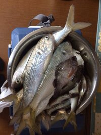 福岡市早良区の釣り人です 初心者です 1 2月に釣りをしたいのですが中 Yahoo 知恵袋