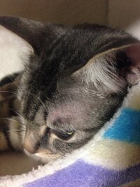 最近猫の目の上あたりの毛がすごく薄くなっているんですが病気でしょうか 他の部 Yahoo 知恵袋