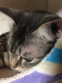 猫 

先日突然、目の上の部分がピンク色になり、皮膚症かなと思い心配になりました。
メスの10ヶ月前後です。
口の下の部分もほんの微量ですがピンクになっています。
よくわからないので 、回答宜しくお願いします