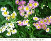 ヒメジョオンの花の色についてお伺いします 淡い紫色がかったピンク色の花 Yahoo 知恵袋