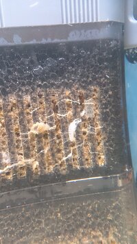 淡水魚の水槽に白い虫がわきました ものすごく細かい 0 1mmくら Yahoo 知恵袋