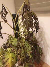 観葉植物のマドカズラを近所の花屋で屋外に置いてあったのを安く Yahoo 知恵袋