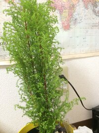 レモンティーツリーの鉢でそだてる時のアドバイスお願いいたします 東京住ま Yahoo 知恵袋