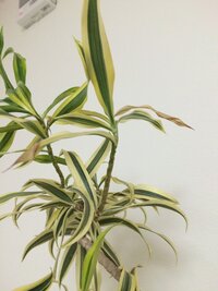 ソングオブインディアですが黄色く 枯れてきている葉が何枚かあります こ Yahoo 知恵袋