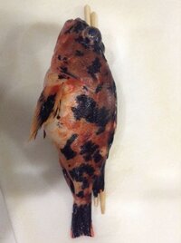 最近港で３３cmのカサゴを釣りました かなり喜んだのですが調べたと Yahoo 知恵袋