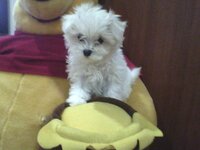 マルチーズ買いました 可愛いですか 天使が来た 自慢 Yahoo 知恵袋