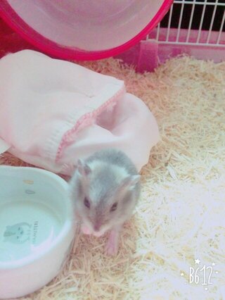 昨日からハムスターを飼い始めたのですが一週間ほどは触ってはい Yahoo 知恵袋
