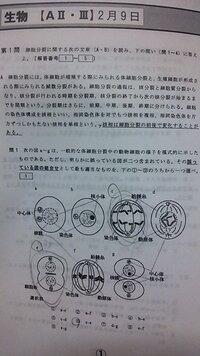 動物細胞と植物細胞の分裂の決定的な違い 植物細胞は体細胞分裂で増える動物細 Yahoo 知恵袋