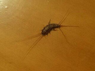 この虫はなんでしょうか おはようございます 紙魚の仲間 Yahoo 知恵袋