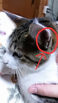 猫の耳の横にある この切れ目は何ですか 縁皮嚢 ふちにある皮膚の Yahoo 知恵袋