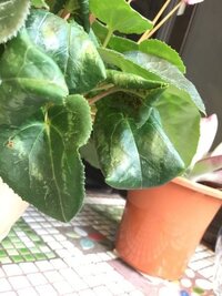 元気に夏越しをしたシクラメンの花が変形してしまいました Yahoo 知恵袋