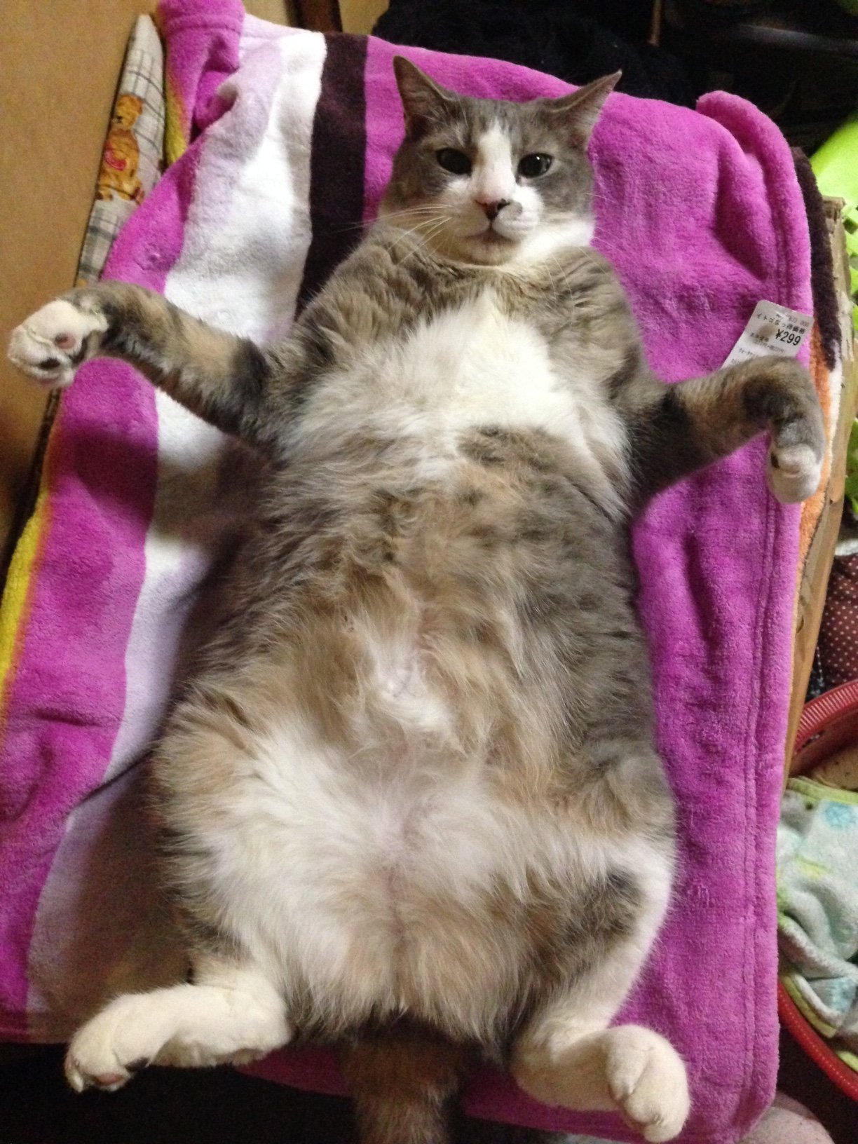 雄猫Mixの７才、８キロの肥満猫を飼っています。フードはアズミラとお 