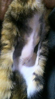猫の不妊手術後の腫れについて教えてください １週間前に １０ケ月のメス Yahoo 知恵袋