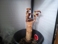 観葉植物のマッサンですが こんな感じになってしまいました も Yahoo 知恵袋