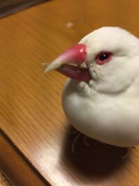 今年で12年目になる文鳥を飼っています この頃 くちばしが変 Yahoo 知恵袋