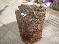 花梅の植替えの際に 根を半分程 切除しても大丈夫でしょうか ホー Yahoo 知恵袋