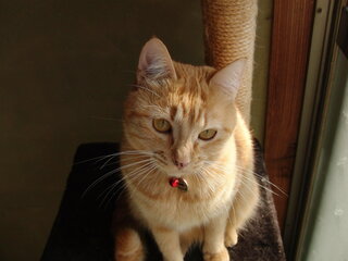 うちの猫かわいいですか 私は自分のペットが可愛いと思うのですが母 Yahoo 知恵袋