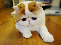 エキゾチックショートヘアのスヌーピーキャットのこのかわいいいい猫の飼い Yahoo 知恵袋
