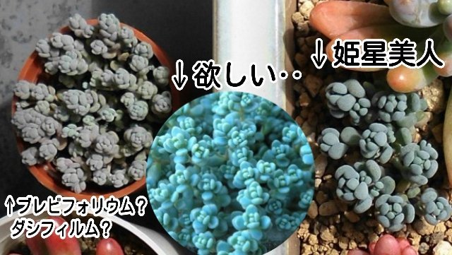 この多肉はブレビフォリウム？ダシフィルムですか？ - 写真右は姫星