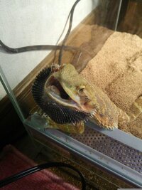 メスのフトアゴヒゲトカゲを飼っています メスなのにこんな威嚇することっ Yahoo 知恵袋