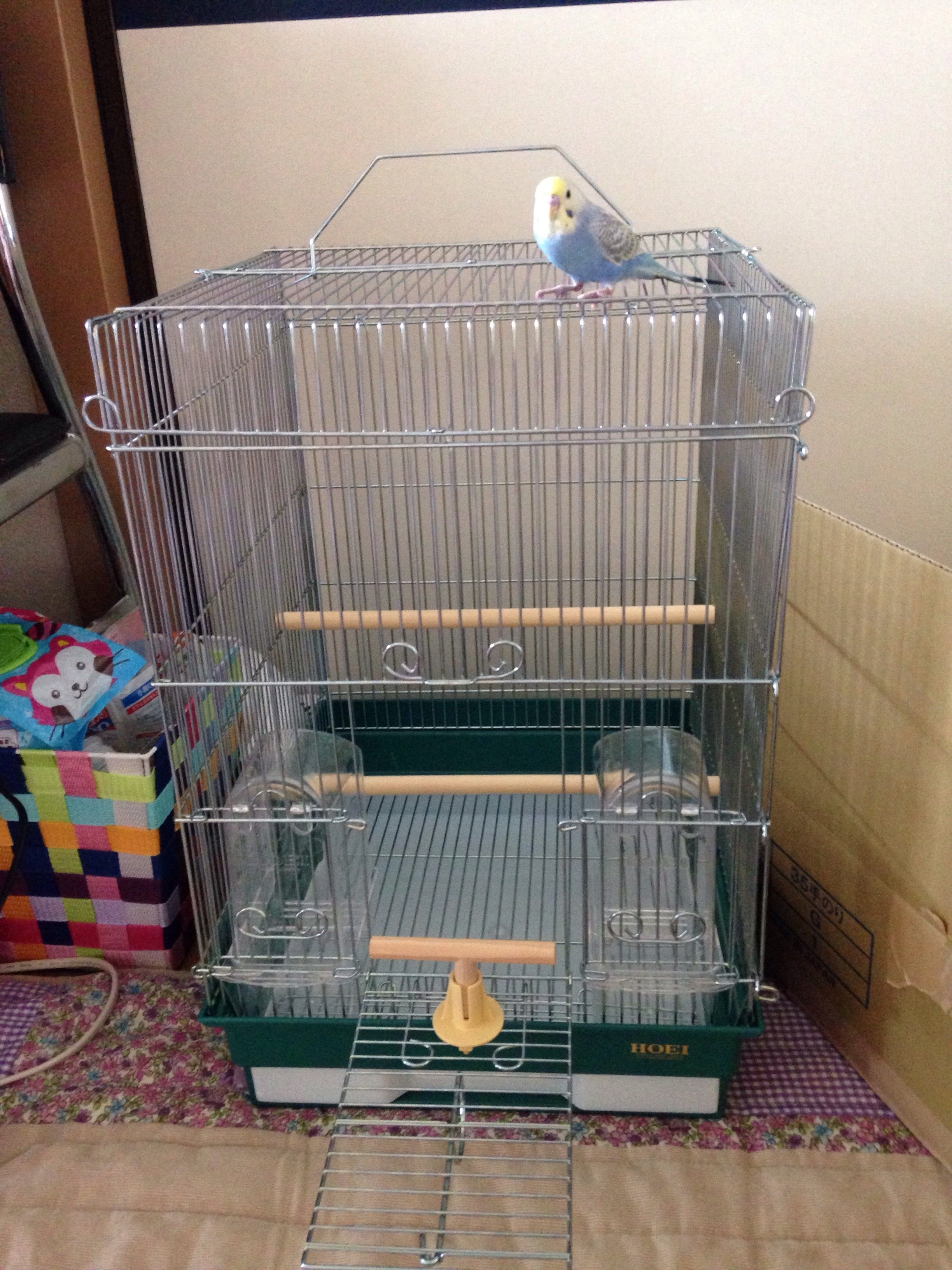 セキセイインコのゲージについて質問です！今セキセイインコを一