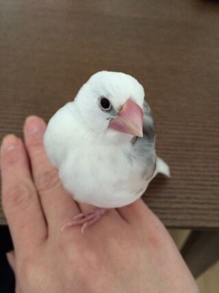 生後一ヶ月半の文鳥です くちばしの色が悪い気がするのですが どう Yahoo 知恵袋