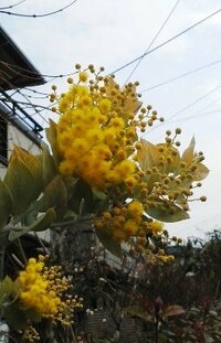 この黄色い木の花の名前を教えて下さい オーストラリア原 Yahoo 知恵袋