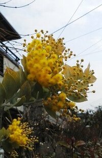 ベランダでのガーデニングについて質問です ミモザが大好きです 鉢植えの苗 Yahoo 知恵袋