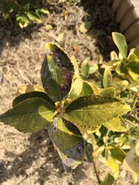 生垣用に２年前マサキを植えましたが 去年の夏は葉っぱに斑点の Yahoo 知恵袋