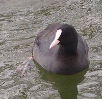 この鳥の名前を教えてください 大阪府の公園の池にいました 頭は黒 身体 Yahoo 知恵袋