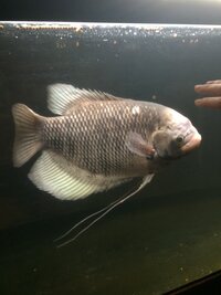 知人から水槽ごといただいたのですが 画像の淡水魚の種類や 餌がわかりま Yahoo 知恵袋