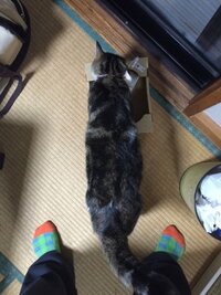 猫のくびれとはどこのことですか ネコにくびれはありません 馬のサ Yahoo 知恵袋