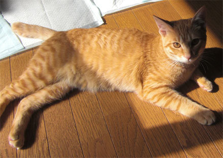 こいつ7ヶ月になった虎猫顔が小さく耳長い胴がながく、足短い 