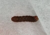 赤茶色で５ くらいの細長い虫は何という虫でしょうか 毎年 夏頃に絨毯の間から Yahoo 知恵袋