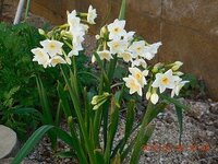 写真の水仙の名前を教えてください 葉や花の大きさは日本水仙に Yahoo 知恵袋