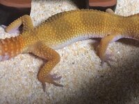 レオパの指が黒い 初めて知恵袋に体が黒ずんでいると書き込んだ時か Yahoo 知恵袋