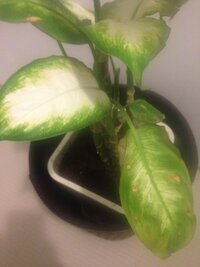 家でディフェンバキアを育てています先日 花が咲きましたがディフェンバ Yahoo 知恵袋