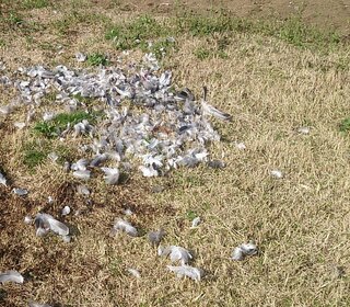 庭に大量の鳥の羽が散乱していました 今朝 庭に大量の鳥の羽が散乱してい Yahoo 知恵袋