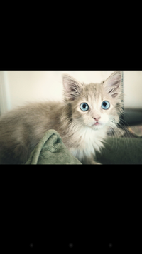 この猫の種類を教えてくださいネットで画像検索してたら綺麗な猫 Yahoo 知恵袋