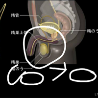 睾丸の形が変です 睾丸の形が変です 今まではキンタマが横向きにつ Yahoo 知恵袋
