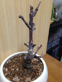 1年前に一才桜を買ったのですが 水をやりすぎたのか花が散った後に葉も落 Yahoo 知恵袋