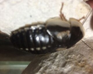 ヒョウモントカゲモドキの餌用昆虫デュビアを飼ってます不思議に Yahoo 知恵袋